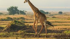 Giraffe courant fumée feu croppé ratio