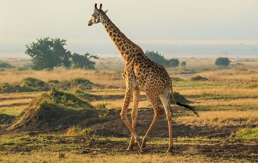 Giraffe courant fumée feu croppé ratio