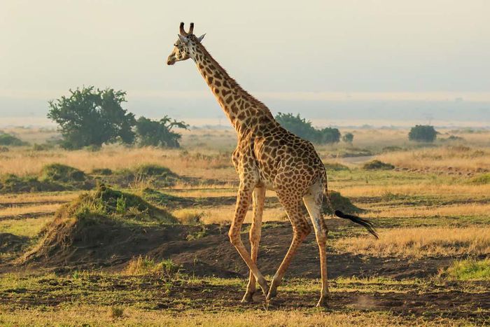 Giraffe courant fumée feu croppé ratio