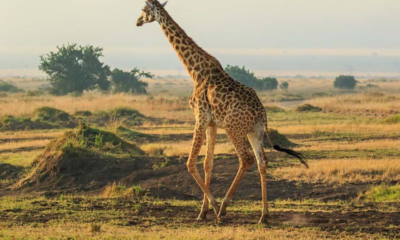 Giraffe courant fumée feu croppé ratio
