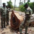 un-trafic-transfrontalier-de-bois-démantelé