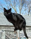 Les chats noirs sont considérés comme portant malheur [wikipedia].