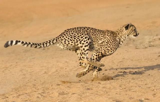 guépard, prédateur