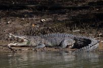 La mare aux crocodiles