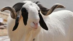 Mouton Senegal