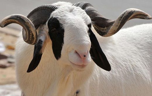 Mouton Senegal