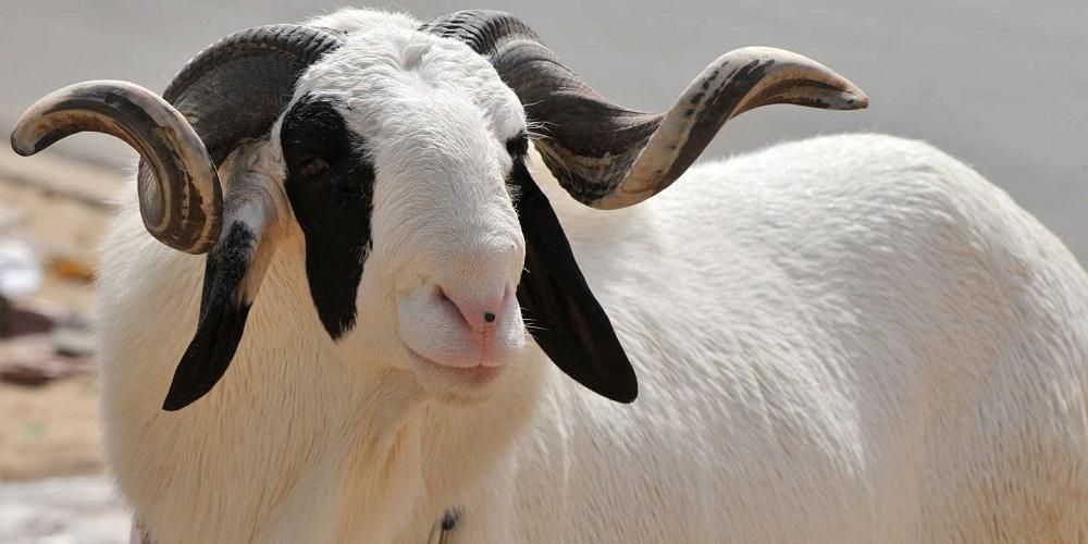 Mouton Senegal