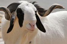 Mouton Senegal