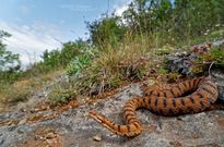 Un serpent