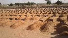 Cimetière Bakhiya de Touba