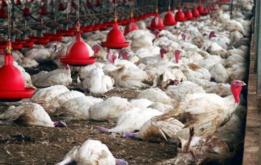 Grippe aviaire