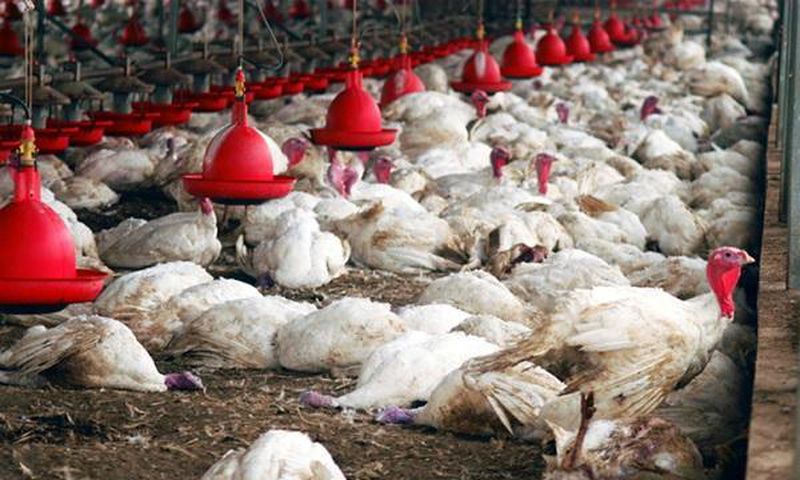 Grippe aviaire