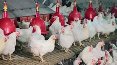 Projets-aviculture-poulet-poussin-chair-production-entreprenariat-developpement-economie-import-export-secteur-agriculture-emploi-financement-