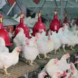 Projets-aviculture-poulet-poussin-chair-production-entreprenariat-developpement-economie-import-export-secteur-agriculture-emploi-financement-