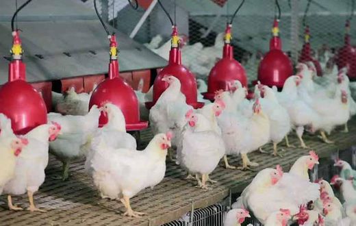 Projets-aviculture-poulet-poussin-chair-production-entreprenariat-developpement-economie-import-export-secteur-agriculture-emploi-financement-