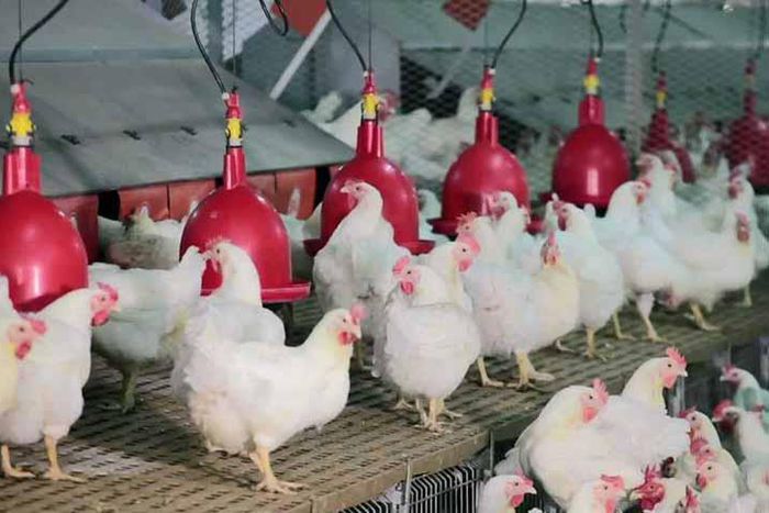 Projets-aviculture-poulet-poussin-chair-production-entreprenariat-developpement-economie-import-export-secteur-agriculture-emploi-financement-