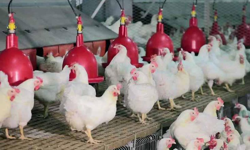Projets-aviculture-poulet-poussin-chair-production-entreprenariat-developpement-economie-import-export-secteur-agriculture-emploi-financement-