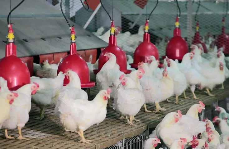 Projets-aviculture-poulet-poussin-chair-production-entreprenariat-developpement-economie-import-export-secteur-agriculture-emploi-financement-