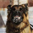 Chien enragé