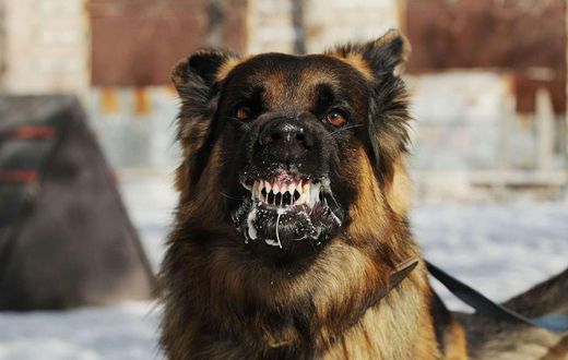 Chien enragé