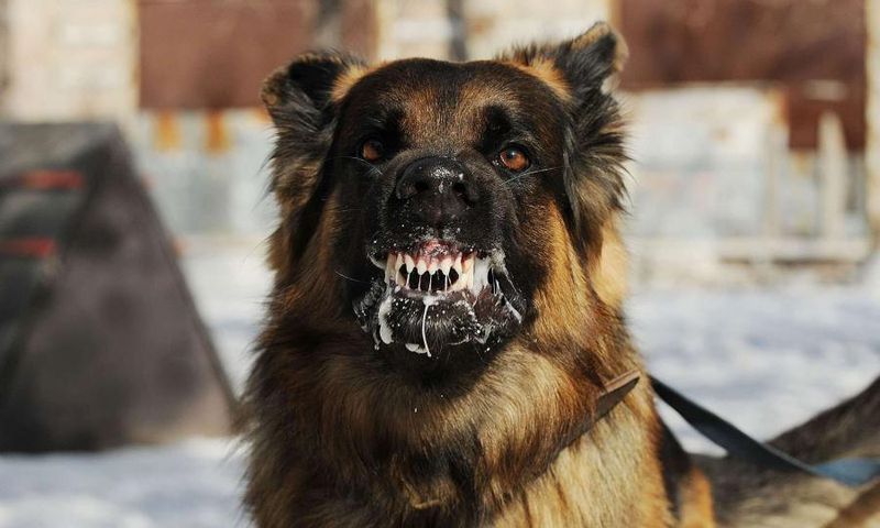 Chien enragé