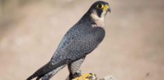 Faucon pelerin