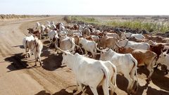 Elevage de bovins - Sénégal