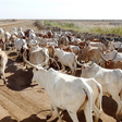 Elevage de bovins - Sénégal