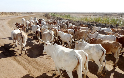 Elevage de bovins - Sénégal