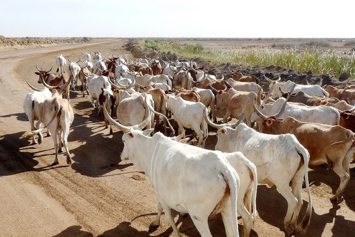 Elevage de bovins - Sénégal