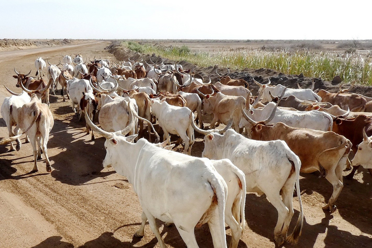 Elevage de bovins - Sénégal
