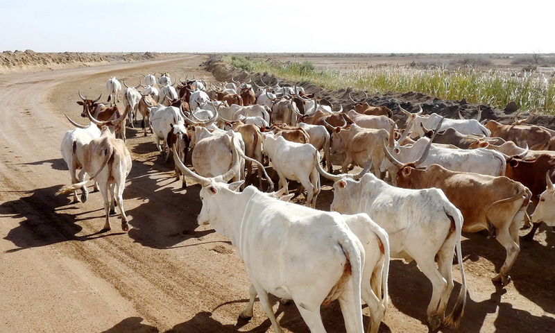 Elevage de bovins - Sénégal