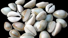 Cowrie shell