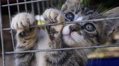 chat