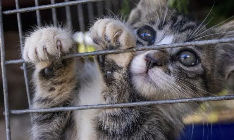 chat