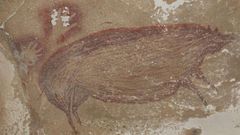 Cochon dessiné sur un mur