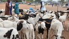 Moutons Tabaski