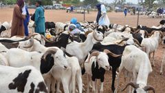 Moutons Tabaski