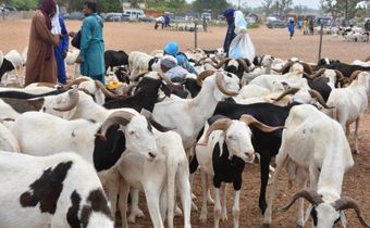 Moutons Tabaski