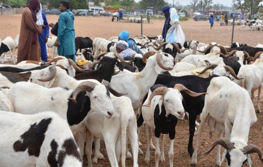 Moutons Tabaski