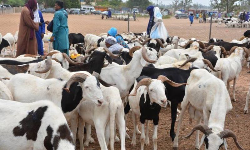Moutons Tabaski