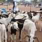 Moutons Tabaski