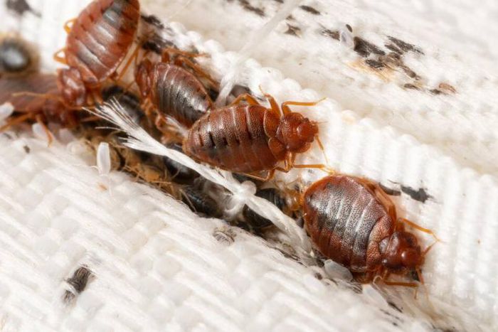 punaises-de-lit-