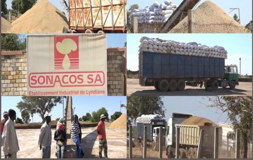ARACHIDE : LA SONACOS COMPTE ACHETER LE MAXIMUM DE GRAINES, SELON SON DIRECTEUR GÉNÉRAL