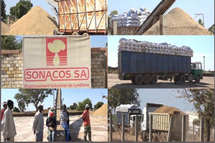 ARACHIDE : LA SONACOS COMPTE ACHETER LE MAXIMUM DE GRAINES, SELON SON DIRECTEUR GÉNÉRAL