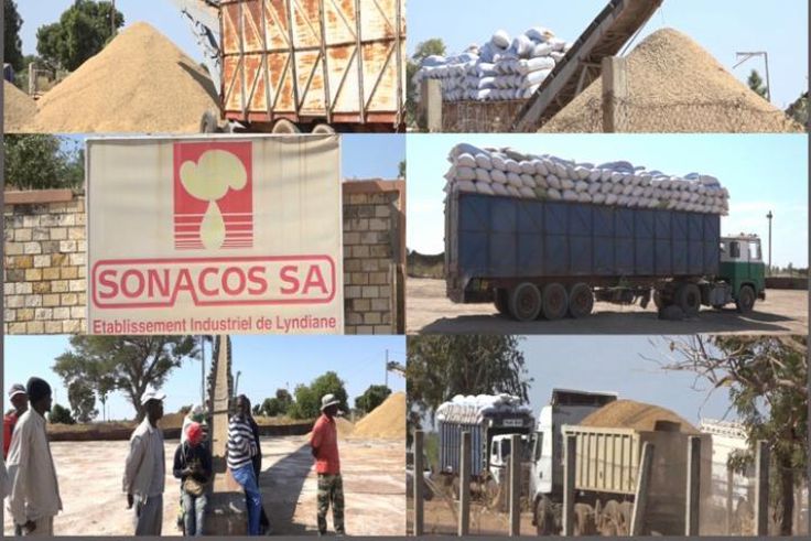 ARACHIDE : LA SONACOS COMPTE ACHETER LE MAXIMUM DE GRAINES, SELON SON DIRECTEUR GÉNÉRAL