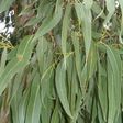 Découvrez les merveilleux bienfaits de l'eucalyptus (Khot bouteille)