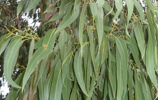 Découvrez les merveilleux bienfaits de l'eucalyptus (Khot bouteille)
