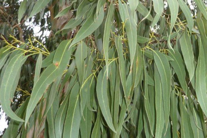 Découvrez les merveilleux bienfaits de l'eucalyptus (Khot bouteille)