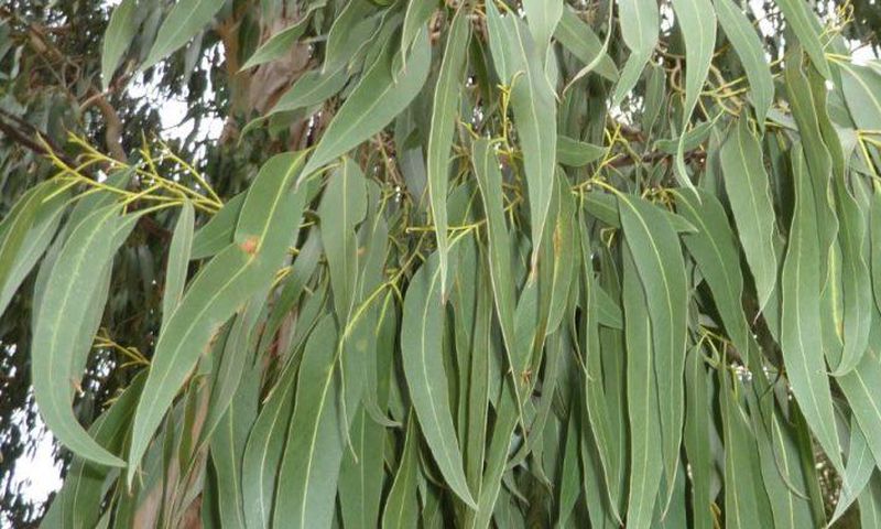 Découvrez les merveilleux bienfaits de l'eucalyptus (Khot bouteille)